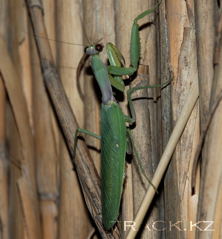 Mantis religosa - Богомол обыкновенный 